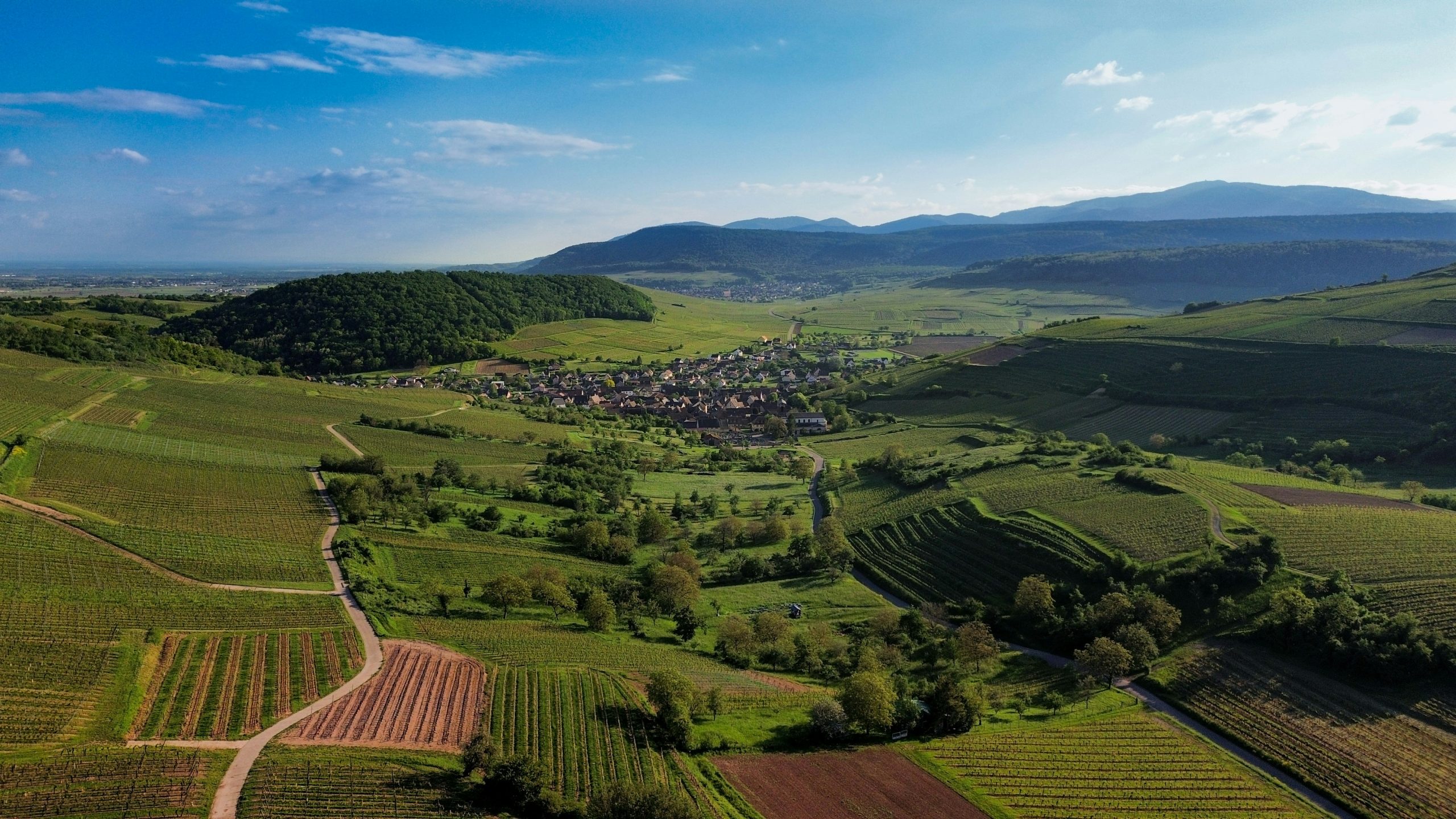 Alsace Wine Region Guide: History, Terroir…