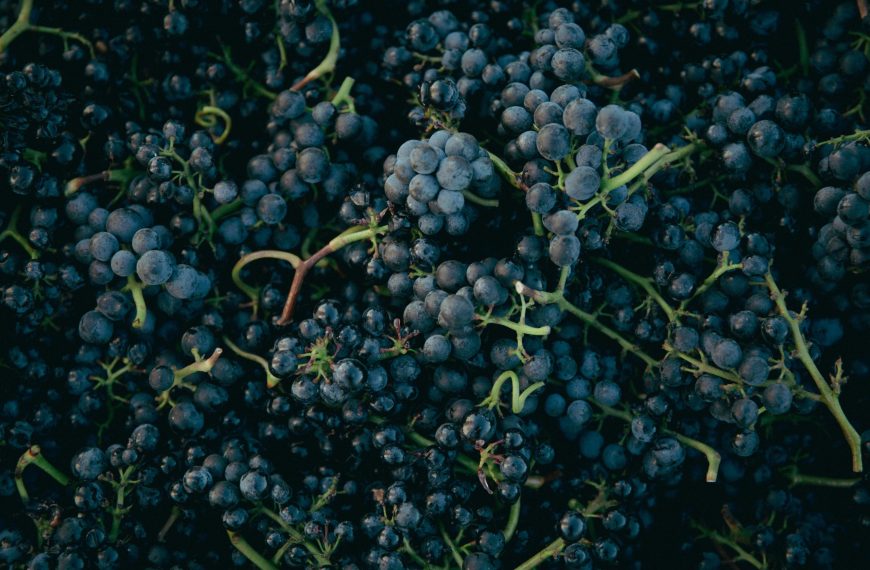 Featured media for Pinot Noir Global Guide: Styles, Regions, And How To Taste This Shape‑shifting Grape posted by TheVineRevi.