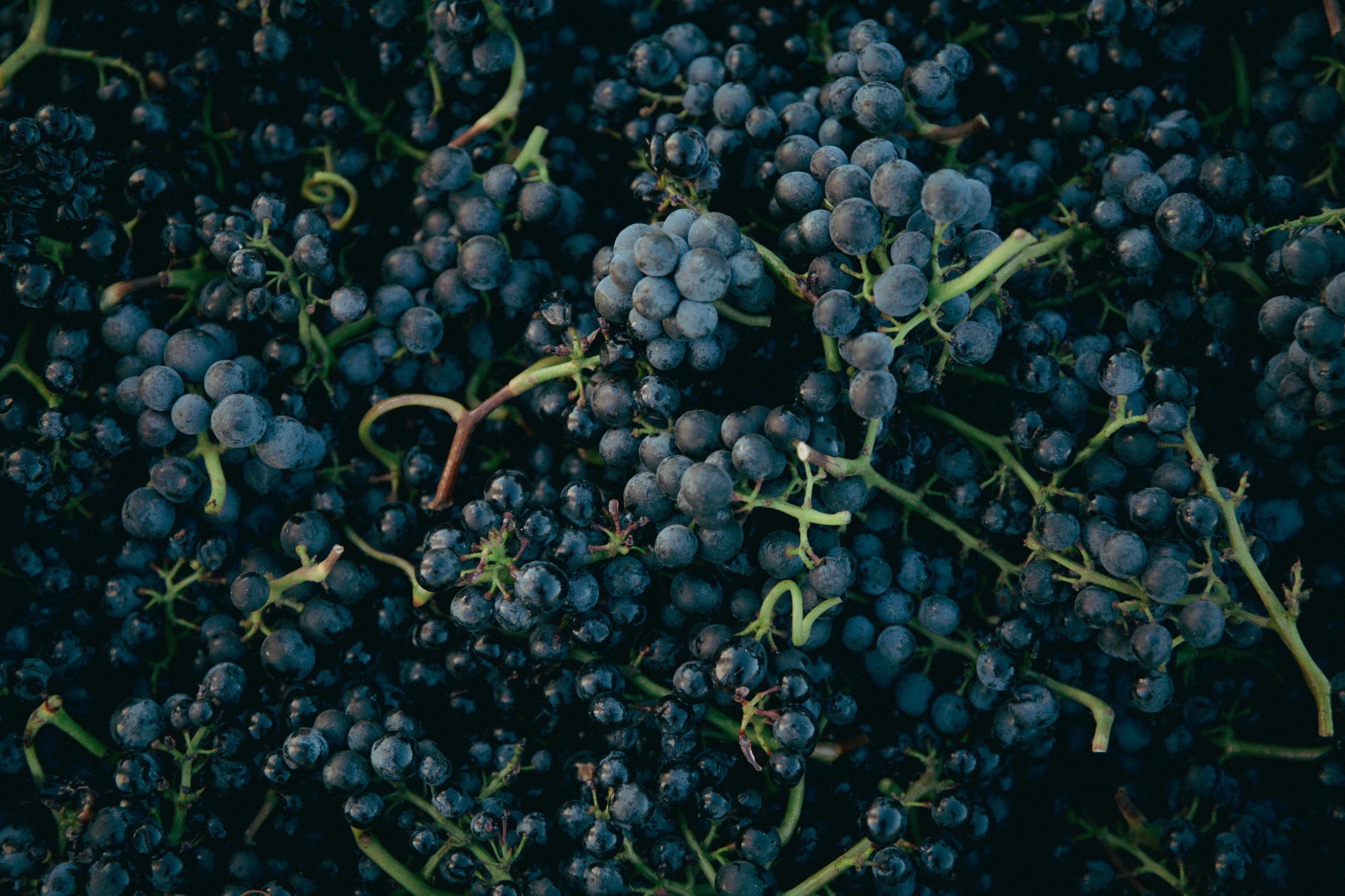 Featured media for Pinot Noir Global Guide: Styles, Regions, And How To Taste This Shape‑shifting Grape posted by TheVineRevi.