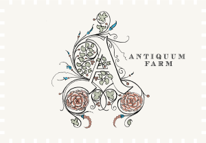 Antiquum Farm Aurosa Rose 2024
